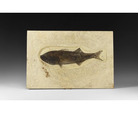 Eocene Period, 56-33 million years BP. A large fossil Mioplosus labracoides fish on a matrix; from Warfield Quarry, Kemmerer,