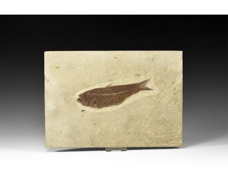 Eocene Period, 56-33 million years BP. A fossil Knightia alta fish in matrix; from Warfield Quarry, Kemmerer, Green River For