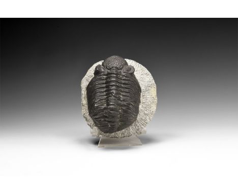 Upper Devonian Period, 385-359 million years BP. A very large Drotops megalomanicus fossil trilobite on a matrix from the Atl