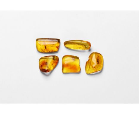 Oligocene Period, 45 million years BP. A group of five pieces of Baltic amber; each containing flies or other insects togethe