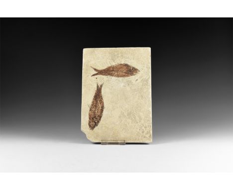 Eocene Period, 58-36 million years BP. Two Knightia alta fossil fish on a matrix from Wyoming (Green River Formation), USA.  