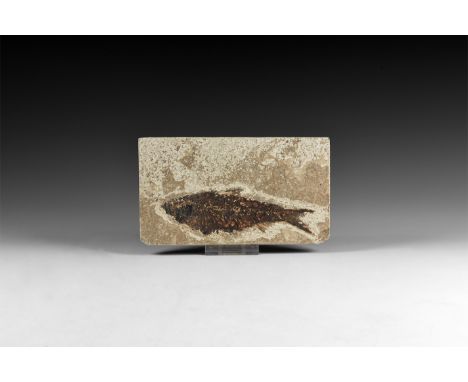 Eocene Period, 56-36 million years BP. A Knightia alta fossil fish on a matrix from Wyoming (Green River Formation), USA.  23