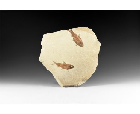Eocene Period, 58-36 million years BP. Two Knightia alta fossil fish on a matrix from Wyoming, Green River Formation, USA.  1