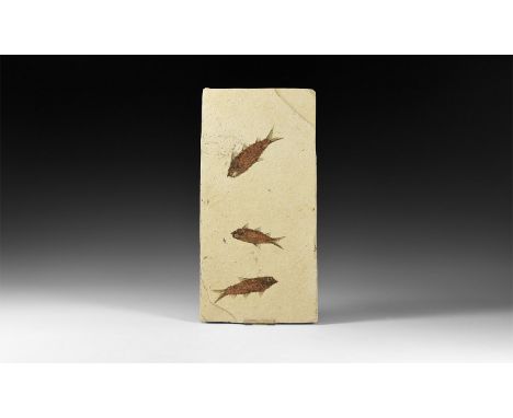 Eocene Period, 56-33 million years BP. A group of eight fossil Knightia alta fish on a matrix; from Warfield Quarry, Kemmerer