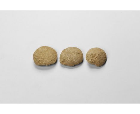 Oligocene Period, 45 million years BP. A group of three whole eggs from the Stylemus nebrascaensis turtle from the White Rive