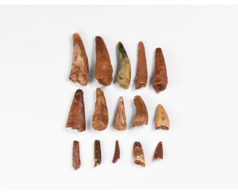 Cretaceous Period, 145-65 million years BP. A group of fossil Pterosaur Siroccopteryx moroccensis teeth from south of Taouz, 