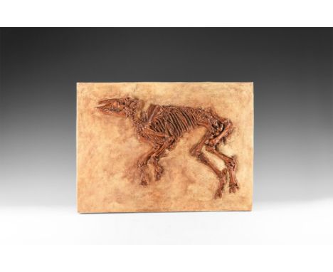 . A museum-quality reproduction of a Paleotherium from the Eocene Age (50 million years) found in Messel, Germany.  4.3 kg, 5