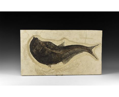 Eocene Period, 56-33 million years BP. A large fossil Diplomystus sp. fish on a matrix; from the Green River Formation, Linco