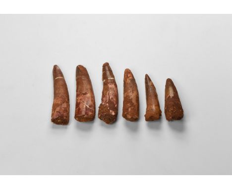 Cretaceous Period, Aptian Stage, 125-113 million years BP. A group of six large teeth from the dinosaur Spinosaurus maroccanu