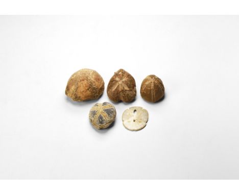 Middle Jurassic to Upper Cretaceous, 160-70 million years BP. A group of five fossil echinoids (sea urchins) to include: two 