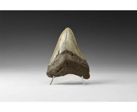 Pliocene Period, 5-2 million years BP. A Carcharocles megalodon shark tooth with serrations and good enamel preservation from