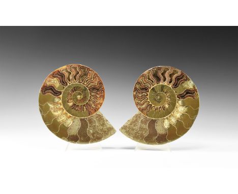 Cretaceous Period, Albian Stage, 113-100 million years BP. A large cut and polished Cleoniceras sp. ammonite displaying disti