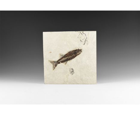 Eocene Period, 58-36 million years BP. A scarce Mioplosus labracoides fossil fish together with two partial fish on a matrix 
