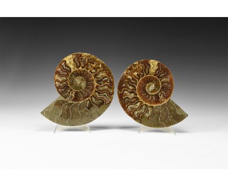 Cretaceous Period, Albian Stage, 113-100 million years BP. A large cut and polished Cleoniceras sp. ammonite with distinctive