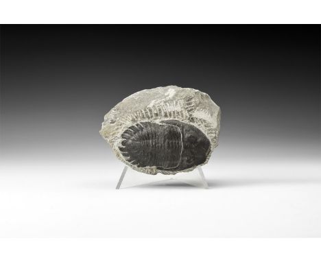 Upper Devonian Period, 385-359 million years BP. A fossil trilobite Metacanthina barrandei on a matrix; from Hamar Laghdad Fo