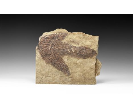 Jurassic Period, 201-145 million years BP. A fossil footprint of a Coelophysidae theropoda in a matrix; from Hampton County, 