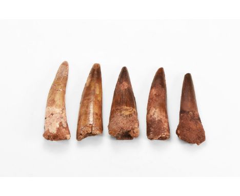Cretaceous Period, 145-65 million years BP. A group of five large Spinosaurs maroccanus teeth; from the Tegana Formation, Tao