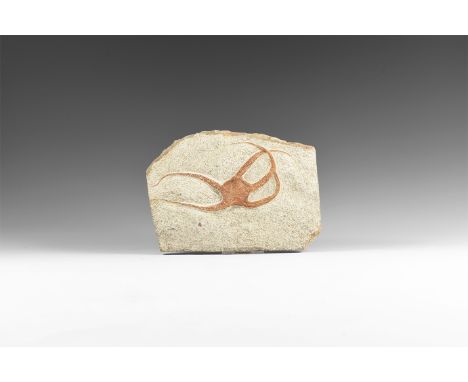 Ordovician Period, 485-444 million years BP. A large brittlestar fossil, Ophiura sp. from Kataoua formation in Blekus, Morocc