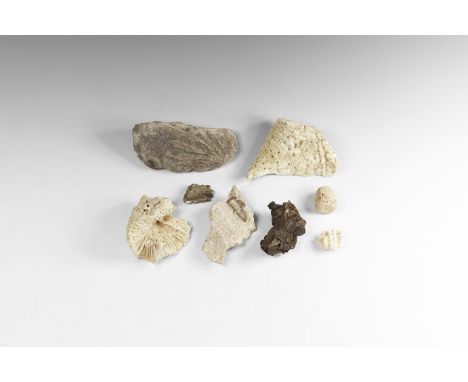 Pliocene Period, 5.2-2.5 million years BP. A group of fossil coral specimens to include: horn coral; crinoid; Monstastrea cav