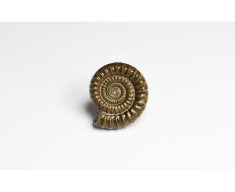 Jurassic Period, 199-145 million years BP. A pyritised ammonite fossil Echioceras anenum from the Jurassic Coast, Charmouth, 