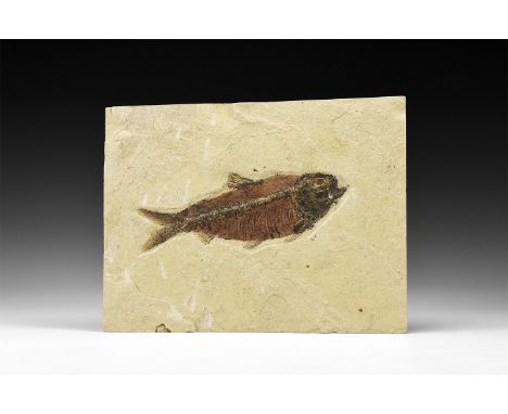 Eocene Period, 56-33 million years BP. A fossil Knightia alta fish in matrix; from Warfield Quarry, Kemmerer, Green River For