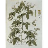 Nikolaus Joseph von Jacquin: Oxalis. Monorgpahia, iconibus illustrata