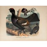 Adolf Bernhard Meyer: Unser Auer-, Rackel- und Birkwild und seine Abarten (Bild-Atlas)
