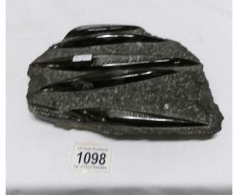 A fossil of 5 trilobite (relative of the cuttlefish)