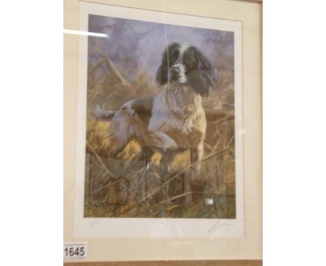 A framed and glazed limited edition print by John Trickett 'Springer Spaniel' 442/500. 49 x 41cm