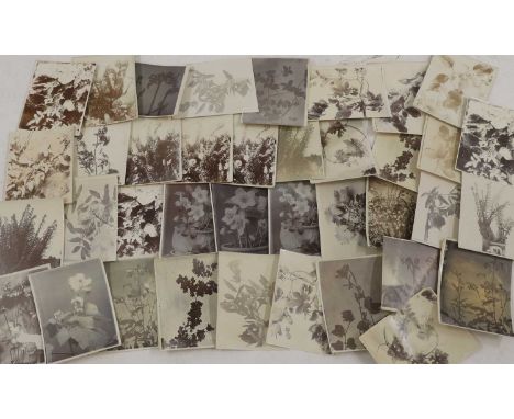 A collection of flower and plant studies, c.1890s and later, comprising various photographs of flower and plant studies by Am