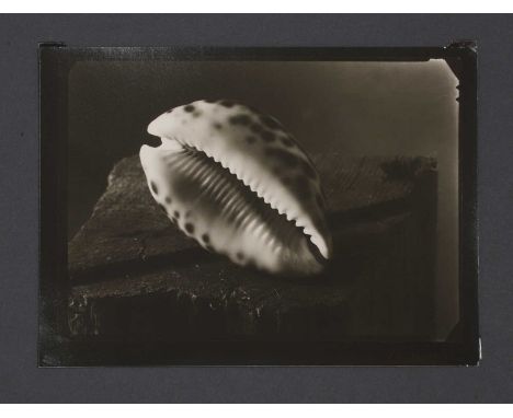▲ Josef Sudek (Czech, 1896-1976), a gelatin silver print on card depicting a shell, 20th century, signed,14 x 19cmCondition R
