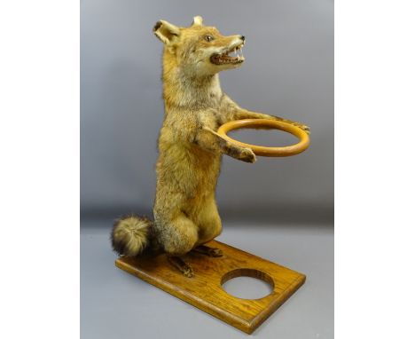 TAXIDERMY - Red Fox stick stand, 77cms H