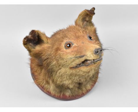 A Vintage Trophy Fox Mask on Circular Wall Hanging Plinth