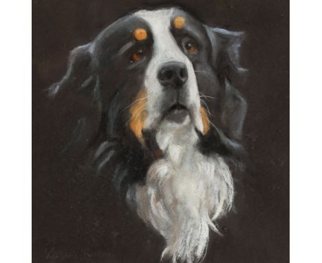 Richard Britton (British, born 1931)/A Bernese Mountain Dog/signed/pastel, 25cm x 25cm Condition Report: ARR Artist's Resale 