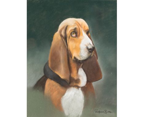 Richard Britton (British, born 1931)/Not Guilty/(portrait of a Basset Hound)/signed/pastel, 42.5cm x 32.5cm Condition Report: