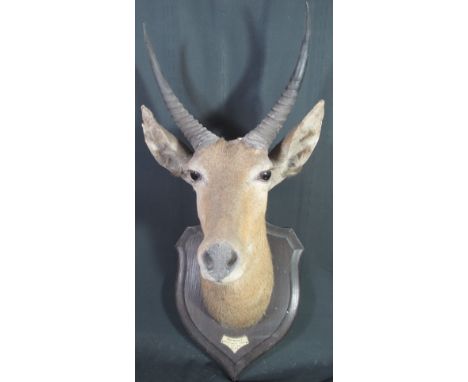 MOUNTED HEAD OF A REED BUCK on oak shield shaped plaque with smaller raised plaque inscribed 'Inyasune R. P.E.A 6th Sept 1906