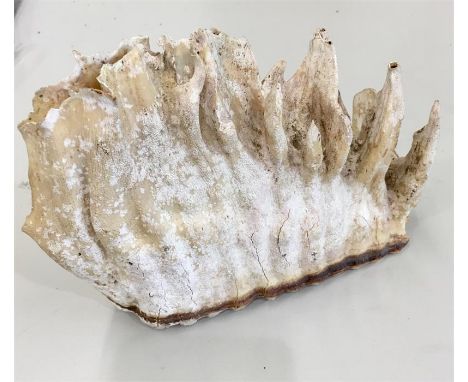 Fossil mammoth / elephant tooth 