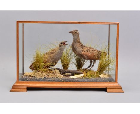 TAXIDERMY, a pair of Corncrake mounted on a naturalistic oval base, within a rectangular case with four glazed panels, on bra