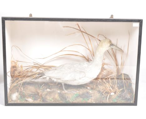 Taxidermy / Natural History - A large vintage 20th Century cased taxidermy of a waterfowl set within a naturalistic setting w
