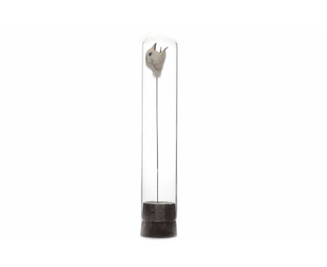 * POLLY MORGAN,SINGLE STEMtaxidermy quail head, wire, glass, cork, gift box16cm longIn enclosed glass casingCertificate of au