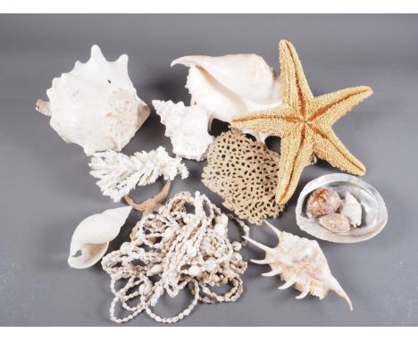 A collection of tropical and other shells 