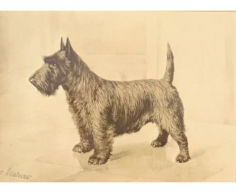 Antique print depicting a Scottish Terrier dog.[Frame 23x30cm] 