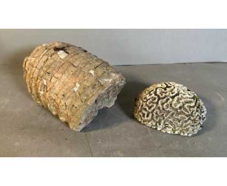 A groove "Brain" coral fossil and an amonite fossil