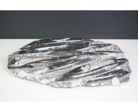 Polished Fossil Panel of Orthoceras, 33cm long 