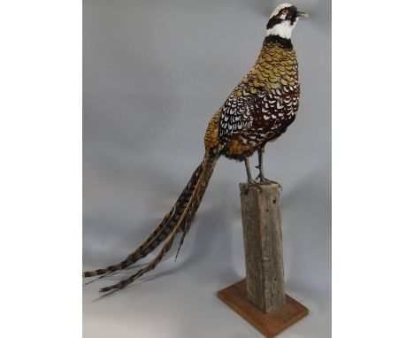 Taxidermy interest - A Reeves pheasant mounted on a wooden post 