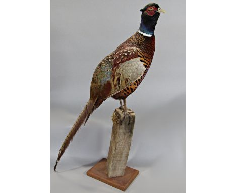 Taxidermy interest - A cock pheasant mounted on a wooden post 