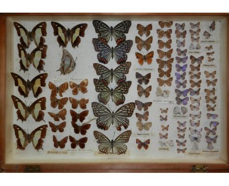 Taxidermy.  Entomology.  A collection of late 19th century butterflies displayed in two pine boxes.Condition ReportImage 1Col