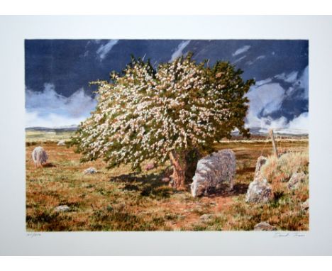 David Tress Welsh Landscape with Sheep lithograph 145 of 250 signed 55 x 74 cm unframed On show at the Curwen Gallery  RRP £ 
