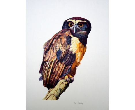 Don Cordery Eagle Owl lithograph archive signed 78 x 57 cm unframed On show at the Curwen Gallery  RRP £ 100