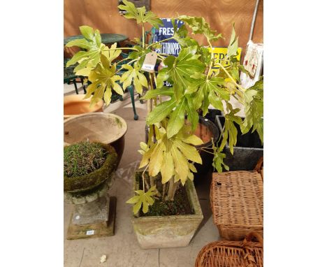 A RECONSTITUTED STONE PLANTER WITH A FATSIA JAPONICA PLANT 